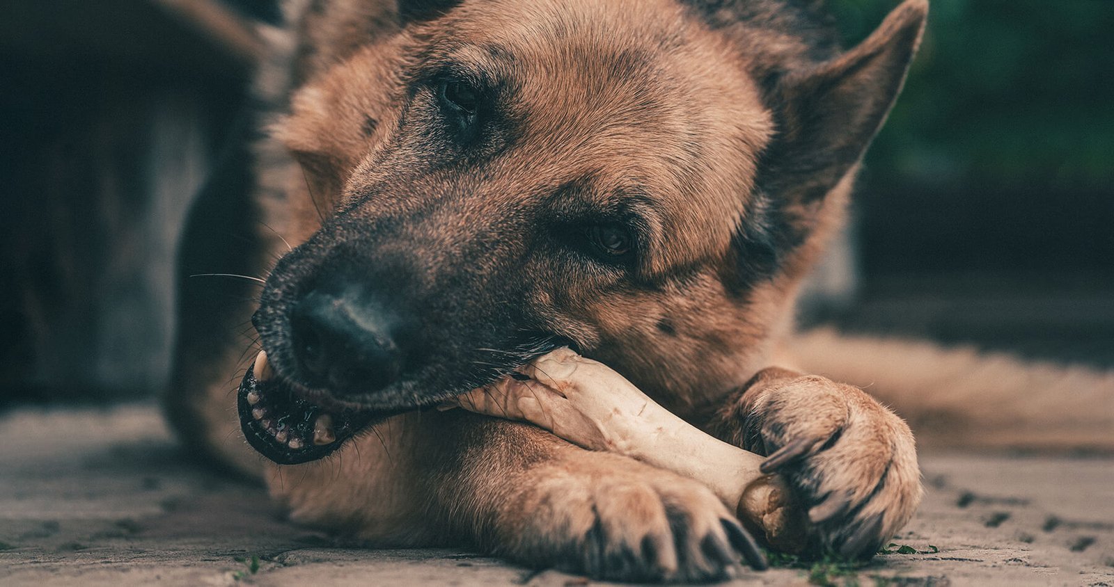 German Shepherd chewing a natural beef chew